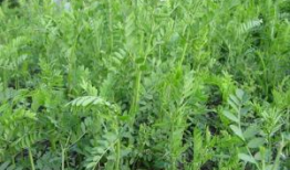 草麻豆,探寻古老植物的神奇功效与养生之道